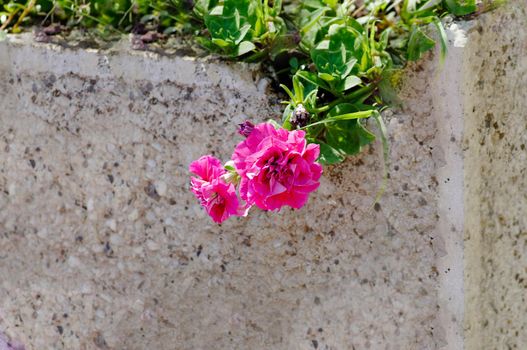 In the open air a small red flower bloomed in close-up on a concrete background.Texture or background