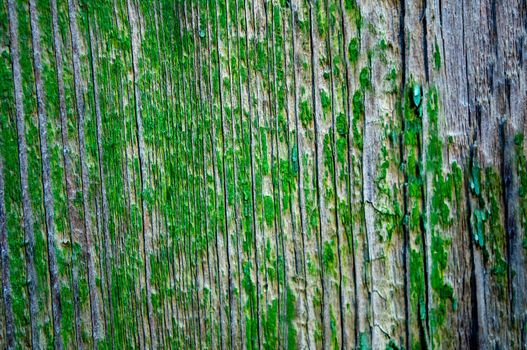 Old wooden rustic background with exfoliating green paint