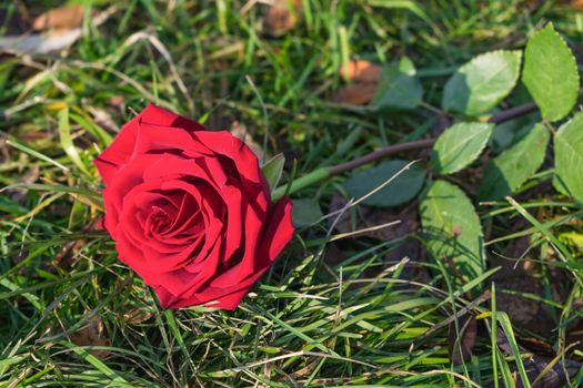 Delicate red rose lies on green grass in the light of the morning sun