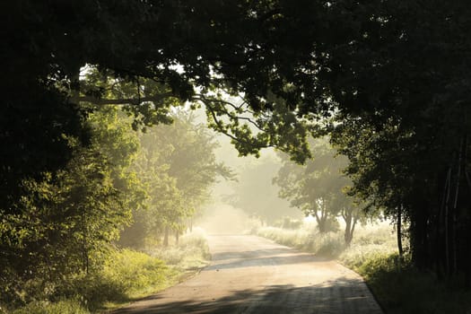 Country road among oaks after rainfall on a foggy spring morning