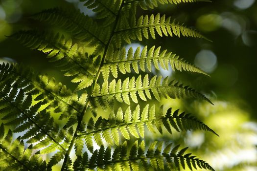 Close-up of Fern in the forest.