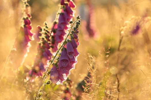 Purple foxglove - Digitalis purpurea during sunrise.