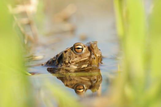 Frog in a pond during mating season.
