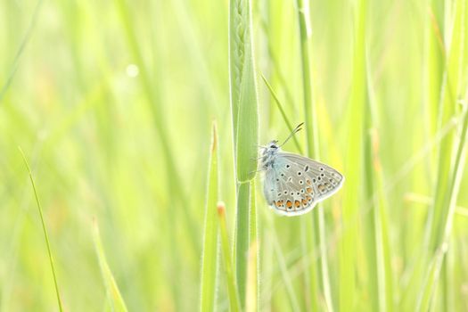 Common Blue Butterfly on a spring meadow in the sunshine.