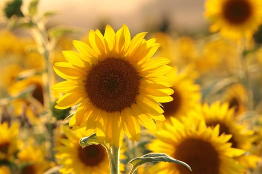 Sunflower - Helianthus annuus in the field at dusk.