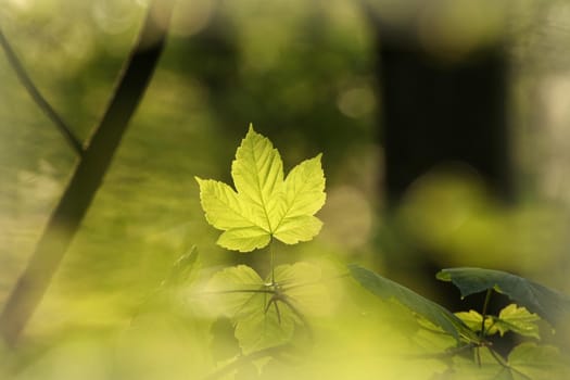 Sycamore maple leaves in the forest.