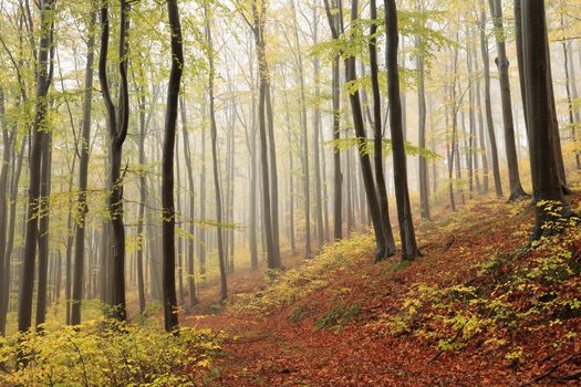 A trail among beech trees through an autumn forest in a misty rainy weather.