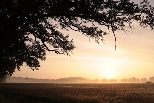 Sunrise over the grain field.