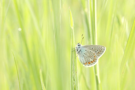 Common Blue Butterfly in the meadow at sunrise.