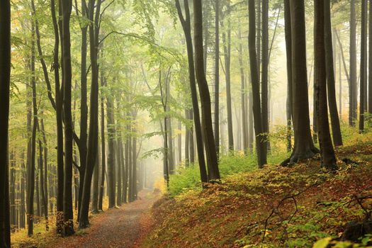 Trail among beech trees in an autumn forest in foggy weather.