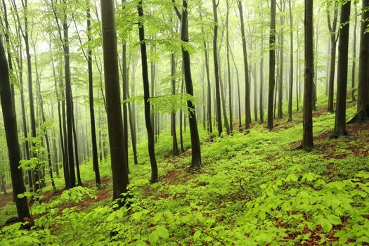 Spring beech forest in the fog.