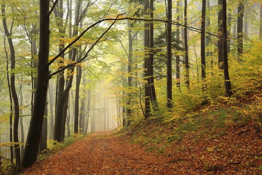 Trail among beech trees in an autumn forest in foggy weather.