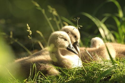 Young swans resting on the edge of the forest pond