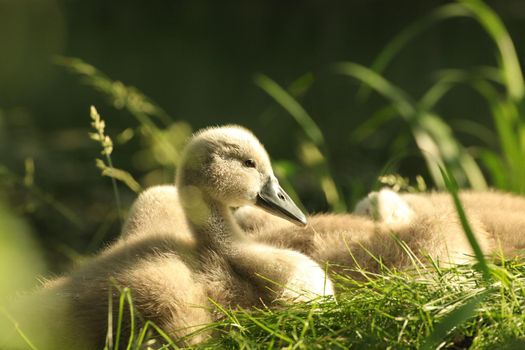 Young swans resting on the edge of the forest pond