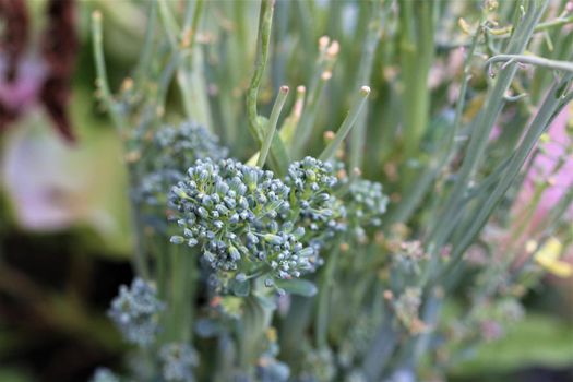 close up of a green broccoli in the garden