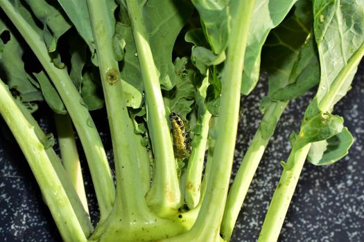 Small caterpillar on kohlrabi leaves