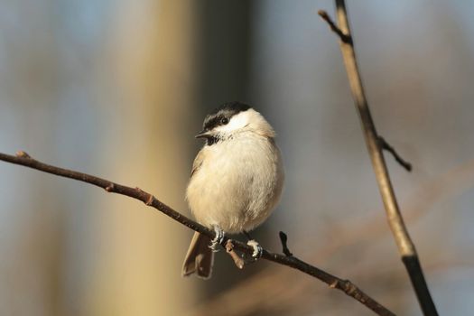 Marsh tit (Parus palustris) on a twig at dawn