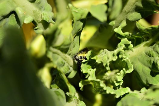 Close-up of one yellow and black cabbage caterpillars on an eaten cabbage leaf