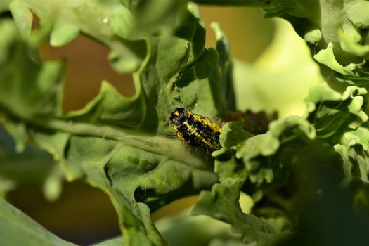 Close-up of one yellow and black cabbage caterpillars on an eaten cabbage leaf