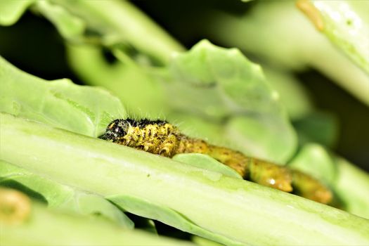 Close-up of one yellow and black cabbage caterpillars on an eaten cabbage leaf