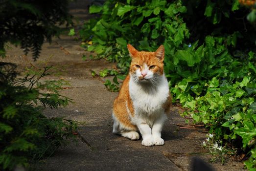 Red white cat sitting in the sunshine in the garden