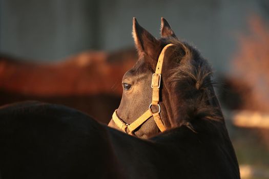 Horse on the pasture at dusk.