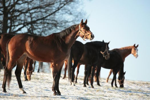 Horse on the pasture at dusk.