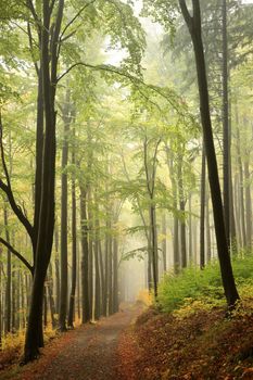 Beech trees in autumn forest on a foggy, rainy weather.