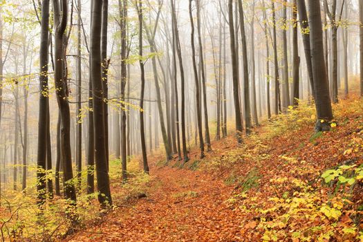 Beech trees in autumn forest on a foggy, rainy weather