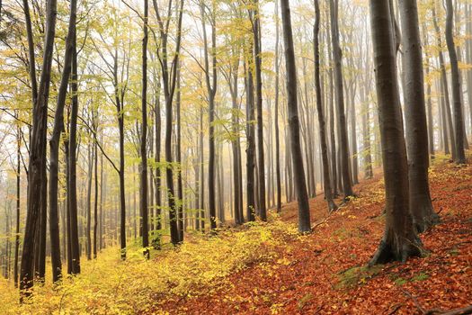 Beech trees in autumn forest on a foggy, rainy weather