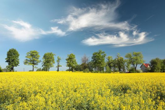 Maple trees on a blooming rapeseed field.