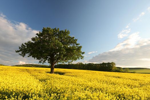 Tree on a blooming rapeseed field at dusk.