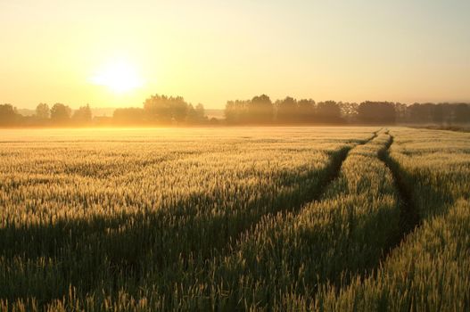 Sunrise over a field of wheat.