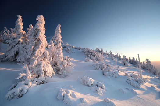 Spruce trees covered with snow on the mountain top against the blue sky at dusk