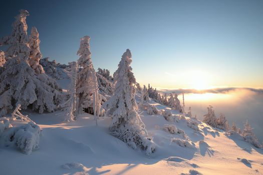 Spruce trees covered with snow on the mountain top against the blue sky at dusk