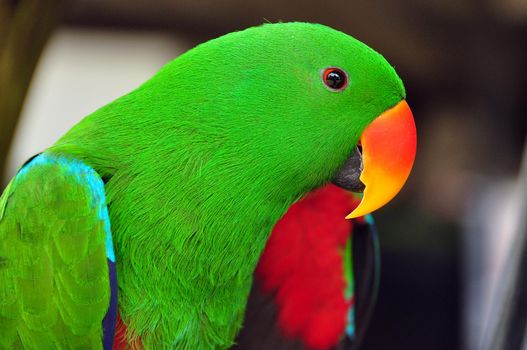 Green-headed Eclectus parrot, Closeup of vivid green-colored Eclectus parrot with bright beak