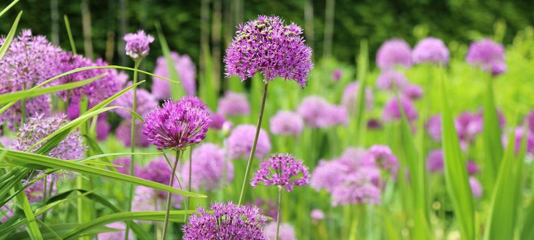 Spring garden with close up flowers in bloom