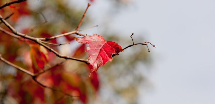 Autumn red leaves on the sky background. Close up. Alone last autumn leaf