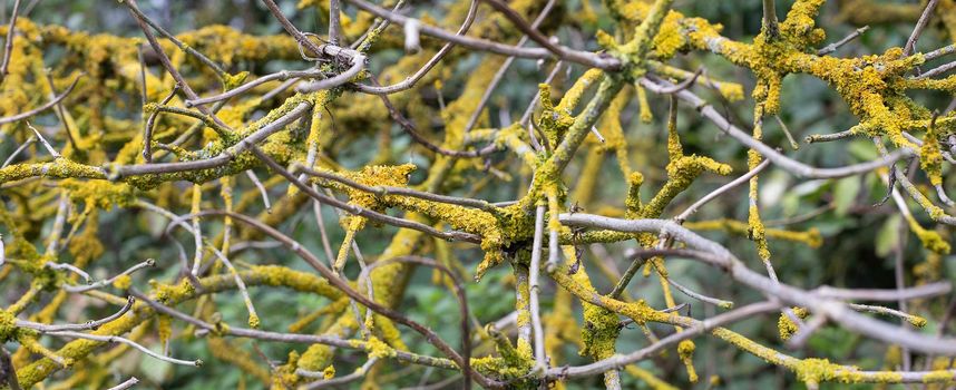 Autumn tree branches with liches fungus. Disease concept