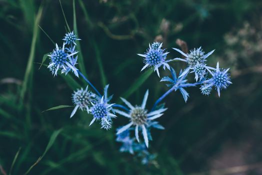 Wild flowers of blue eryngium on meadow