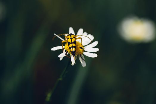 Spotted longhorn beetle sitting on the chamomile flower