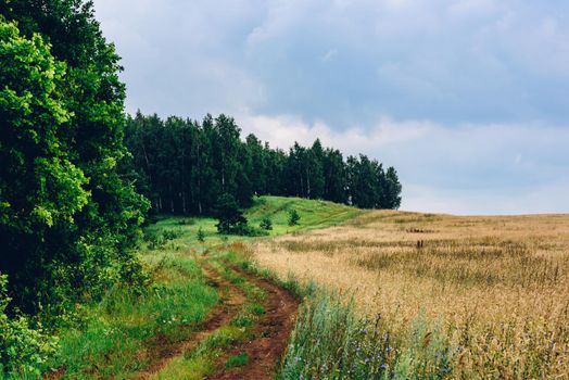 Dirt road between birch forest and wheat field