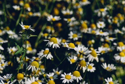 Background of wild chamomile flowers on lawn at summer day