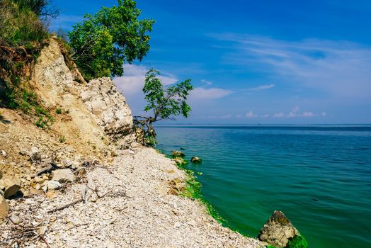 Single tree on the rocky shore at summer day