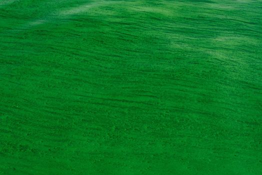 Background of the smooth ripples on the water surface with green algae