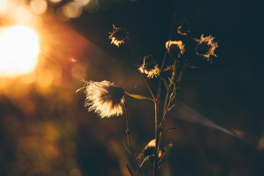 Fluffy dry flowers in autumn sunset light