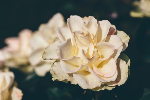 Close up of white rose bud in autumn garden