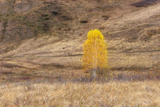 Lonely yellow birch tree on the hillside