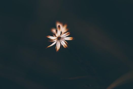 Dried white tiny flower on blurred background