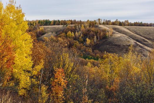 Autumnal forest on the hillside at overcast day